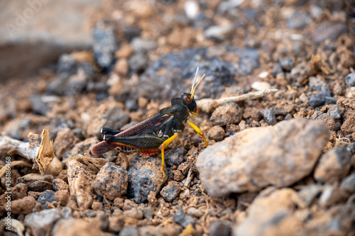 Dunkle Heuschrecke auf Fuerteventura