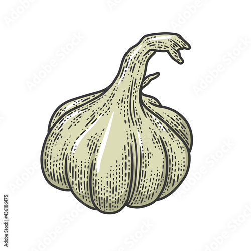 Garlic vegetable plant color line art sketch engraving vector illustration. T-shirt apparel print design. Scratch board imitation. Black and white hand drawn image.