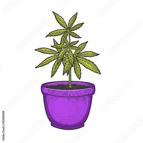 Narcotic cannabis plant color line art sketch engraving vector illustration. T-shirt apparel print design. Scratch board imitation. Black and white hand drawn image.