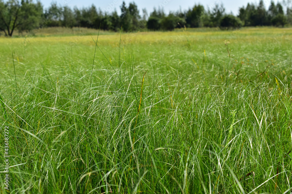 Green tall grass in a field. Close-up of vegetation. 