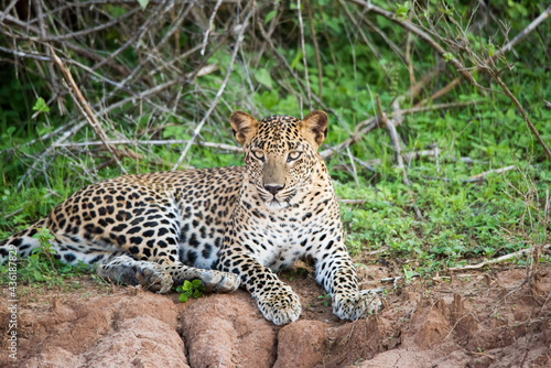 A close encounter of a leopard at Yala National Park, Sri Lanka