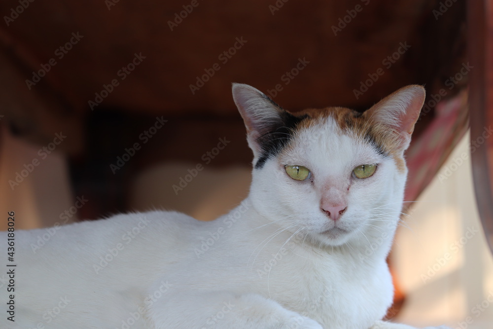 Blur cute cat wallpaper turn to look at something. Blur cute cat wallpaper turn to look at something.