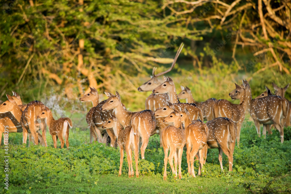 A group of deers at Yala National Park, Sri Lanka - obrazy, fototapety, plakaty 