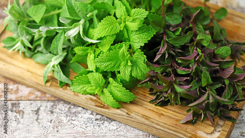 Fresh mint. Different varieties of mint on a wooden board. Harvesting mint for tea.