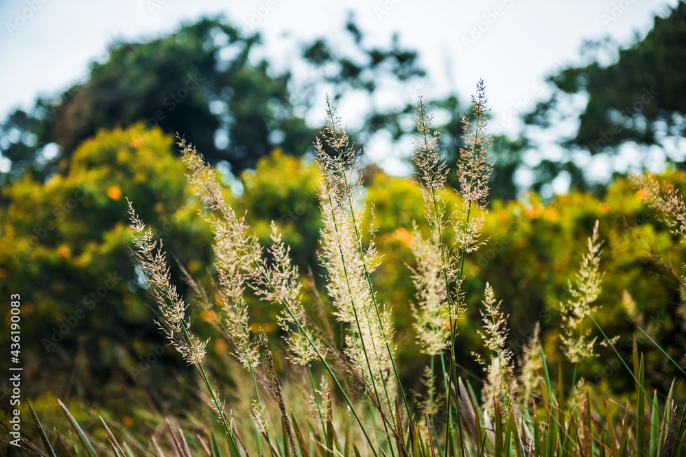 Eye catching greenery at Horton Plains, Sri Lanka Eye catching greenery at Horton Plains, Sri Lanka