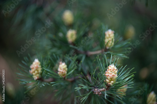 buds cones in spring forest