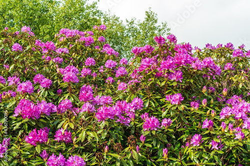 Wild Rhododendron bushes in bloom, in Howth, Co. Dublin, Ireland. Irish wildflowers.