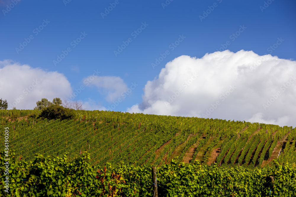 Vineyards on the wine road, Alsace, France