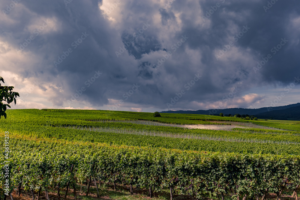 Vineyards on the wine road, Alsace, France