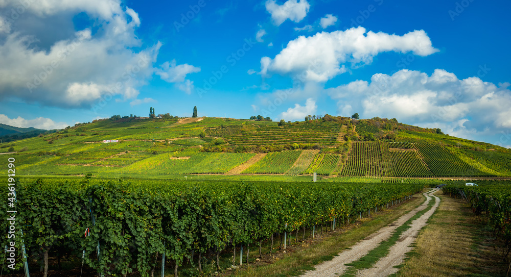 Vineyards on the wine road, Alsace, France