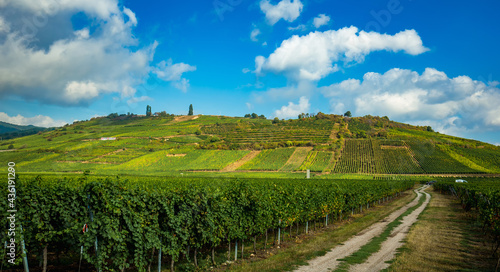 Vineyards on the wine road, Alsace, France