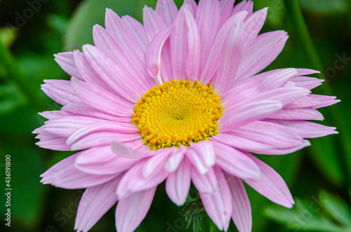 Close up view of pink painted daisy flowers.