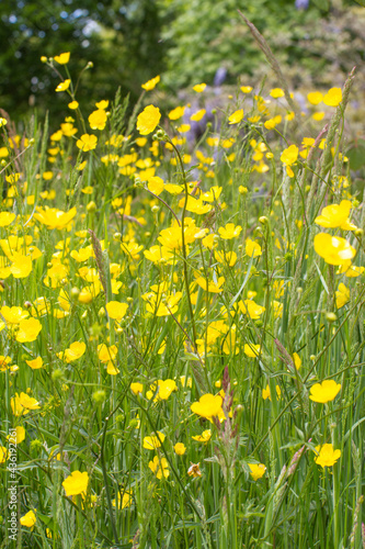 grassland of buttercups and blossoming herbs for natural gardening