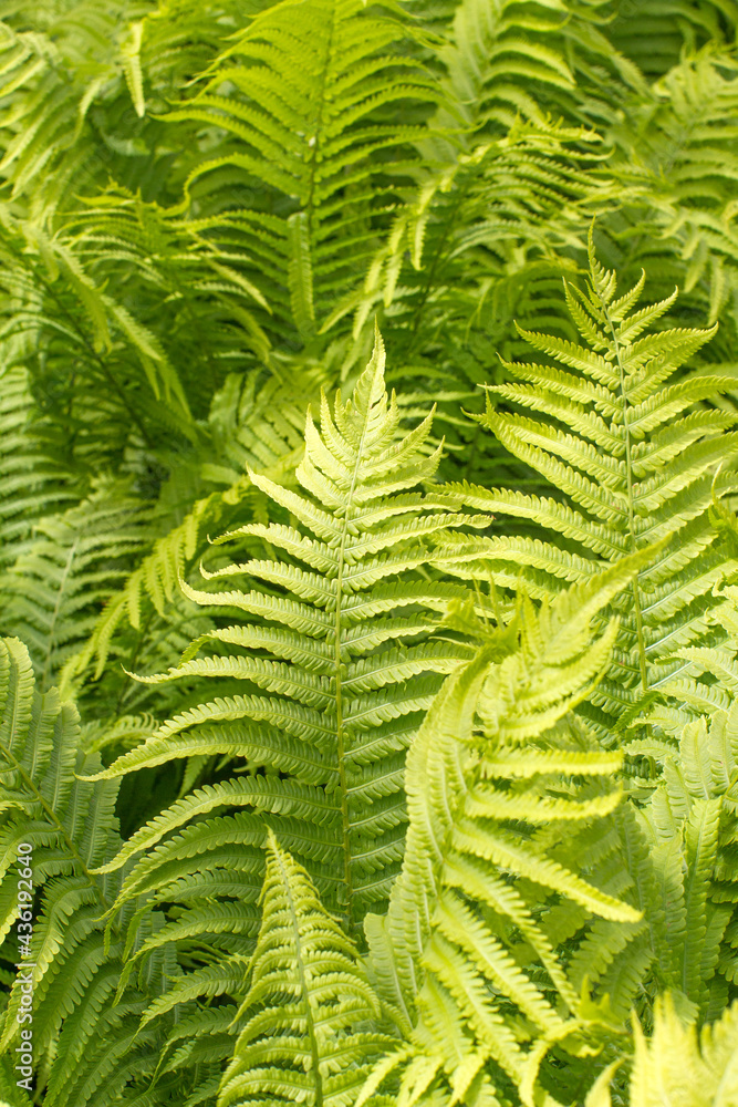 beautiful fern leaves for natural green texture and floral lace beautiful fern leaves for natural green texture and floral lace