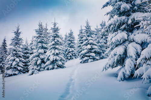 Amazing winter scenery. Stunning winter view of mountain forest.Frosty morning scene of Carpathian mountains. Traveling concept background.