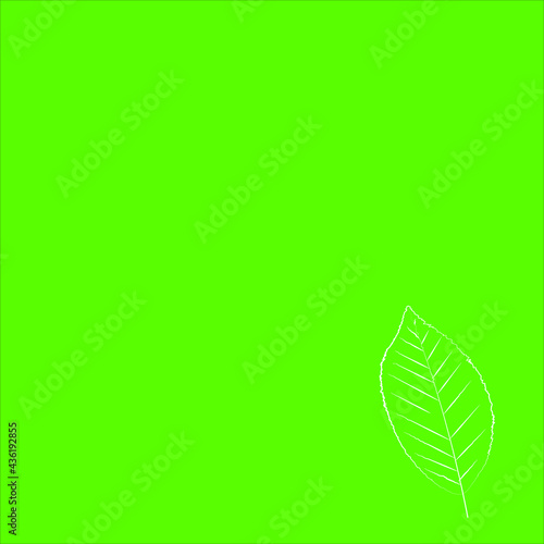 white leaves on green background