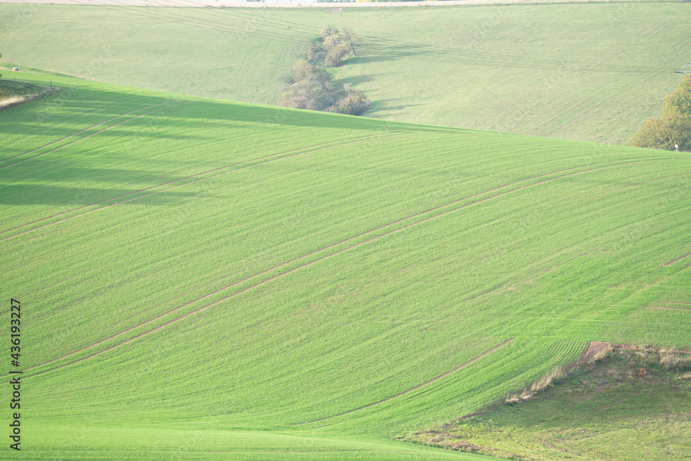 Wheat seedlings on a farm field Wheat seedlings on a farm field