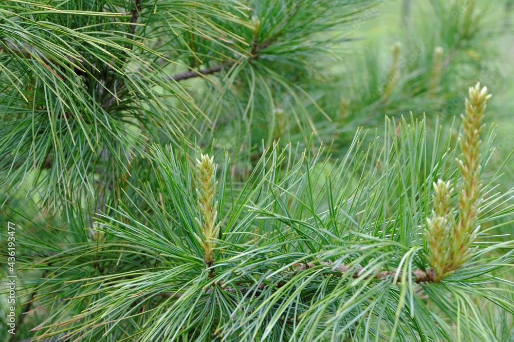 Beautiful fresh young branches of Siberian cedar with long green needles. Beautiful fresh young branches of Siberian cedar with long green needles.