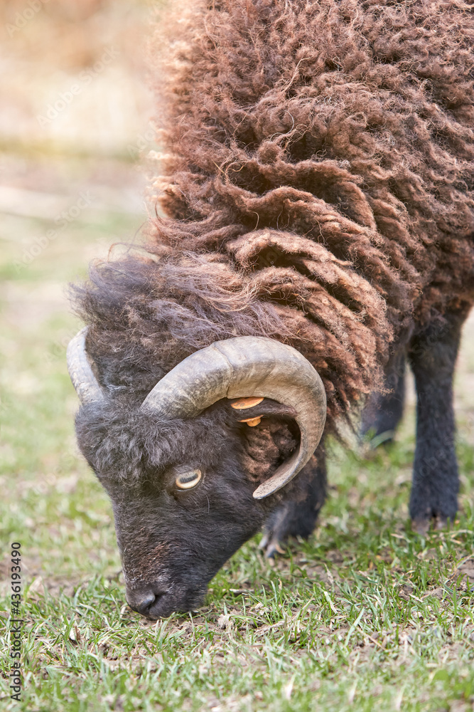 Portrait of young black male ouessant sheep Portrait of young black male ouessant sheep