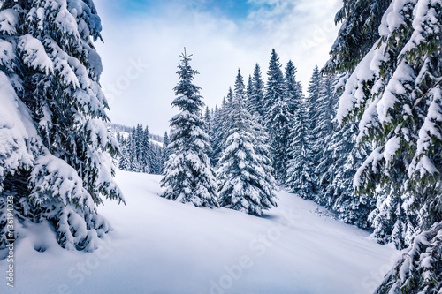 Beautiful winter scenery. Frosty morning view of the mountain forest. Calm winter landscape of Carpathian mountains. Beauty of nature concept background.