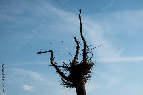 tree in the sky