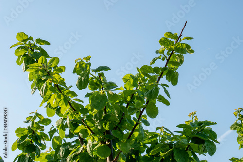 green leaves against blue sky