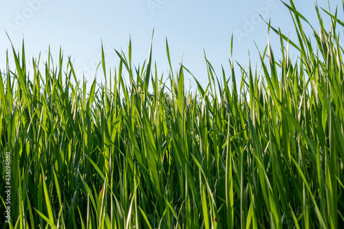 green grass on blue sky background