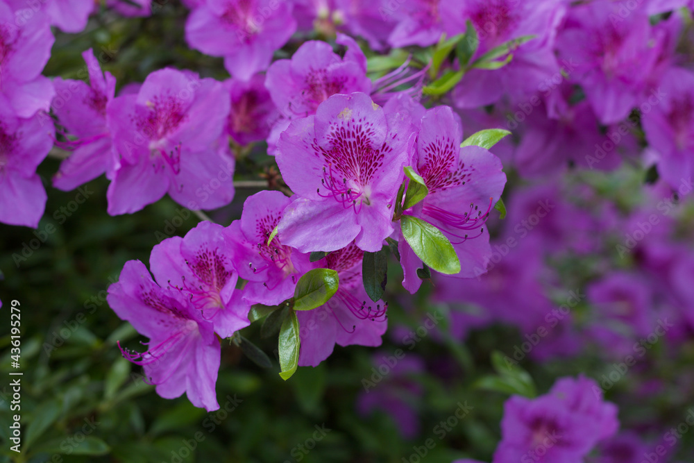 Soft pink rhododendron or azalea flowers and foliage in garden Soft pink rhododendron or azalea flowers and foliage in garden