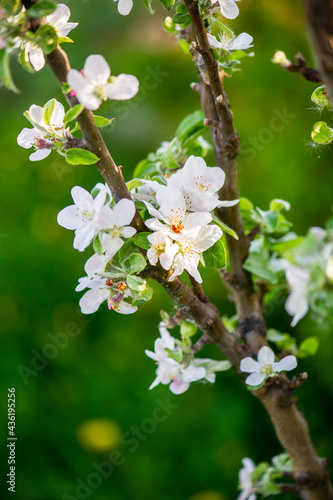 white green pink apple tree blooming branch in the spring garde