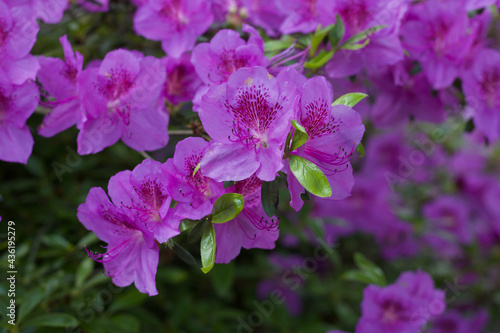 Soft pink rhododendron or azalea flowers and foliage in garden