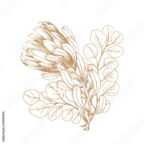 Floral protea and eucalyptus arrangement. Gold line art graphic illustration on white background.