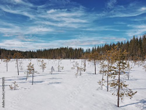 Small trees and sun in winterly Swedish Lapland