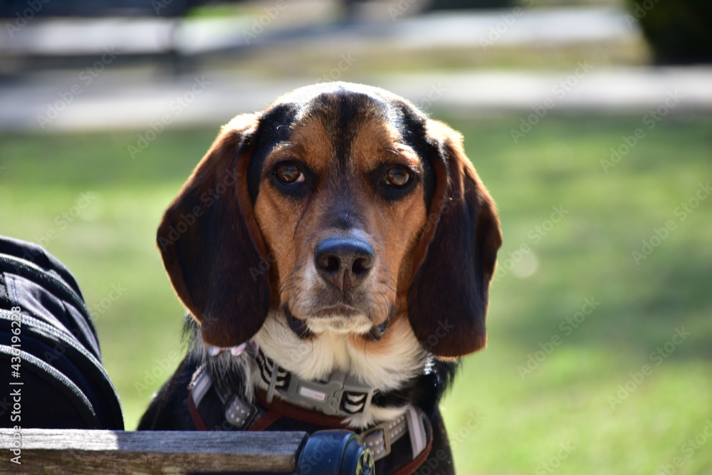 Portrait of a Beagle Dog in the park
