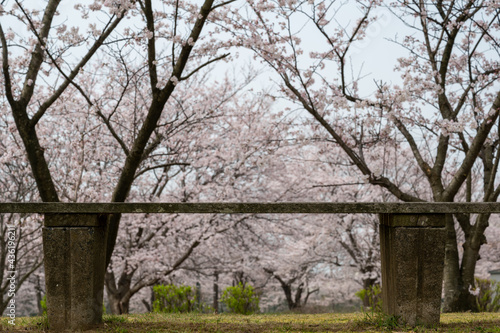 桜とベンチ