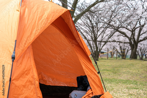 桜とテント
