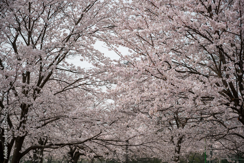 桜と白い空