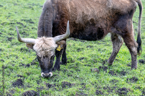 Vászonkép Horns of an aurochs on a meadow in Germany