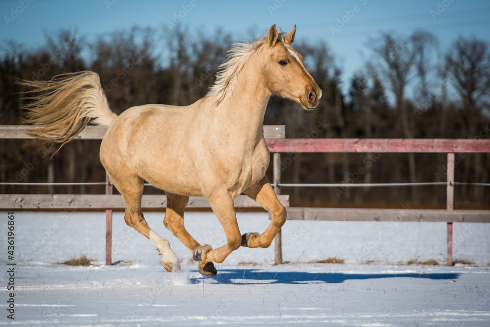 Warmblut im Schnee Warmblut im Schnee