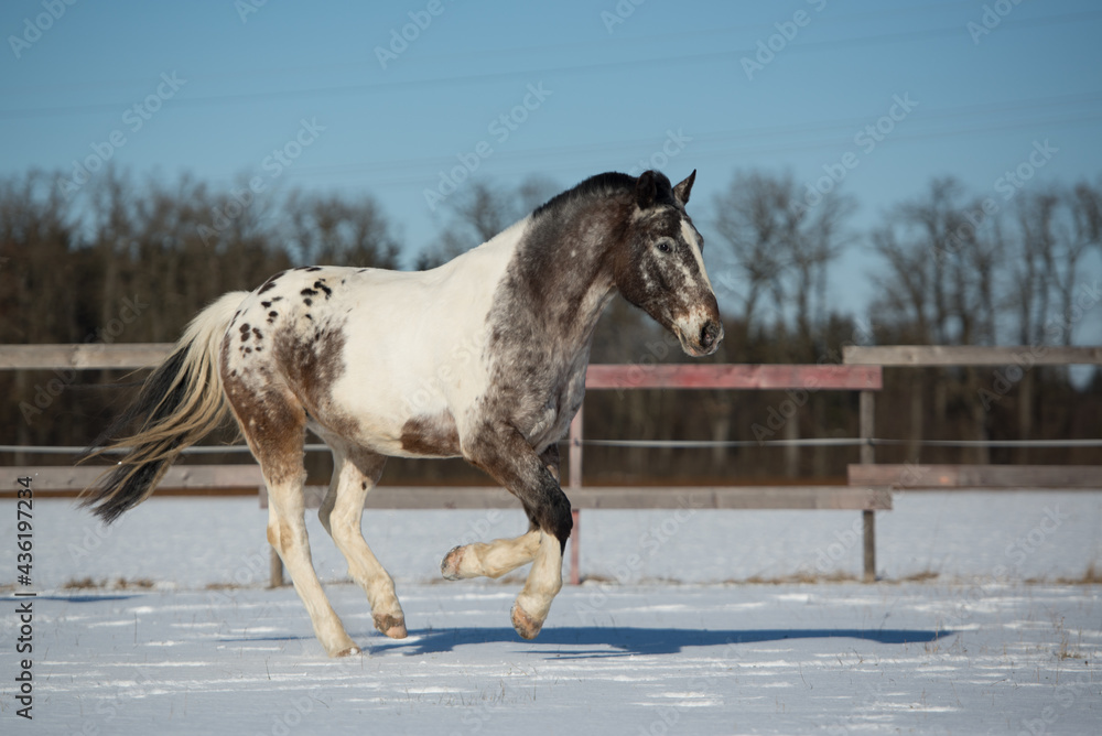 Fototapeta premium Appaloosa Pony