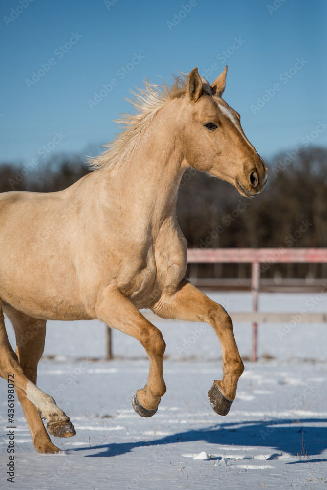 Palomino im Schnee Palomino im Schnee