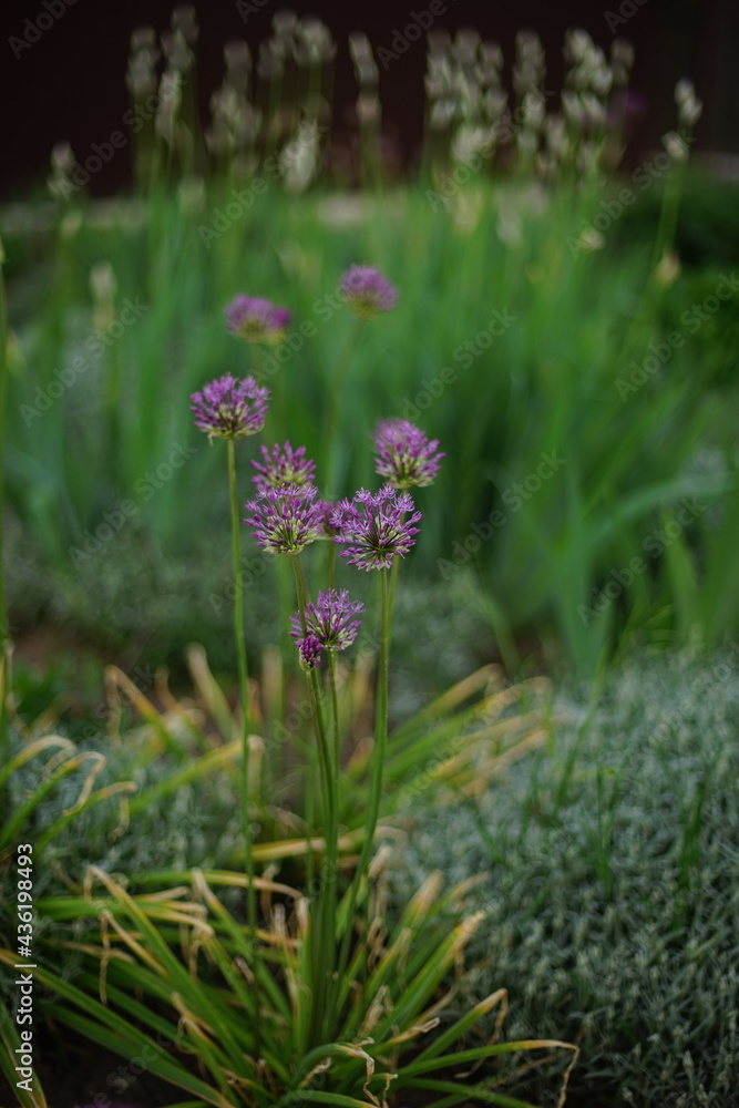 Garlic flowers growing in the spring garden Garlic flowers growing in the spring garden