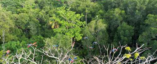 Scartlet Macaws - Red Lapas - Guacamayas in Costa Rica	