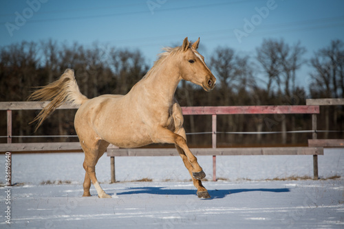 Palomino im Schnee photo