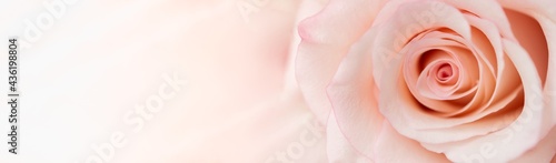 Nature of rose flower in garden using as background cover page natural flora valentine's day wallpaper