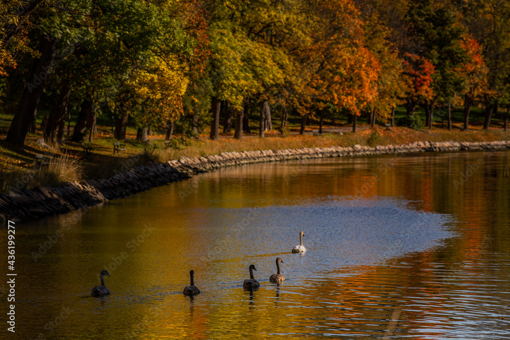 Autumn on a beautiful river with swans Autumn on a beautiful river with swans