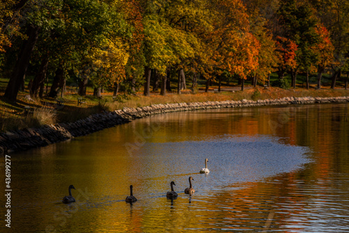Autumn on a beautiful river with swans © belyaaa