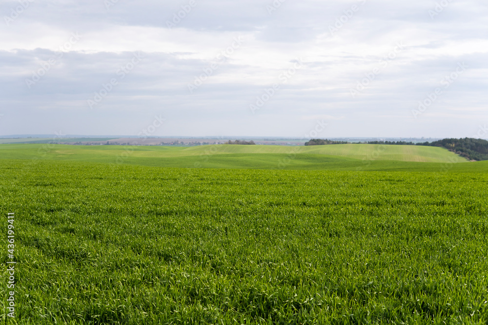 Field of young green wheat seedlings. Sprouts of young barley or wheat that have sprouted in the soil. Close up on sprouting rye on a field. Sprouts of rye. Agriculture, cultivation. Field of young green wheat seedlings. Sprouts of young barley or wheat that have sprouted in the soil. Close up on sprouting rye on a field. Sprouts of rye. Agriculture, cultivation.