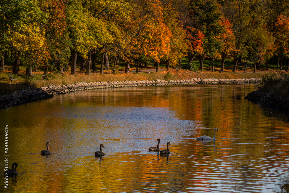 Autumn on a beautiful river with swans Autumn on a beautiful river with swans