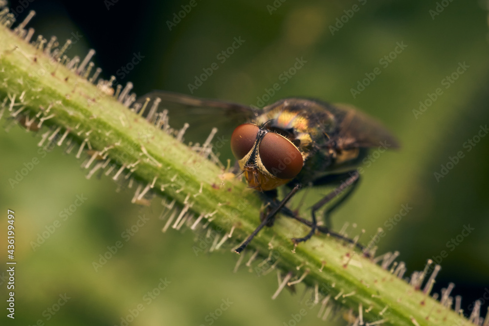 Looking fly perched on a green branch. Looking fly perched on a green branch.