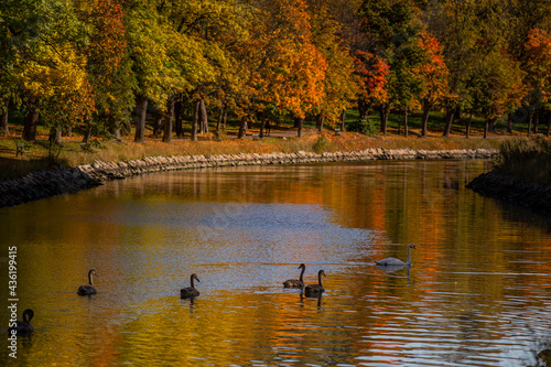 Wallpaper Mural Autumn on a beautiful river with swans Torontodigital.ca